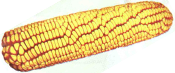 玉米-铁旭1843
